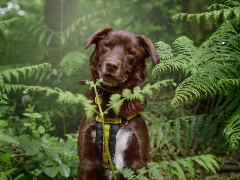 April the chocolate labrador poses in the woods