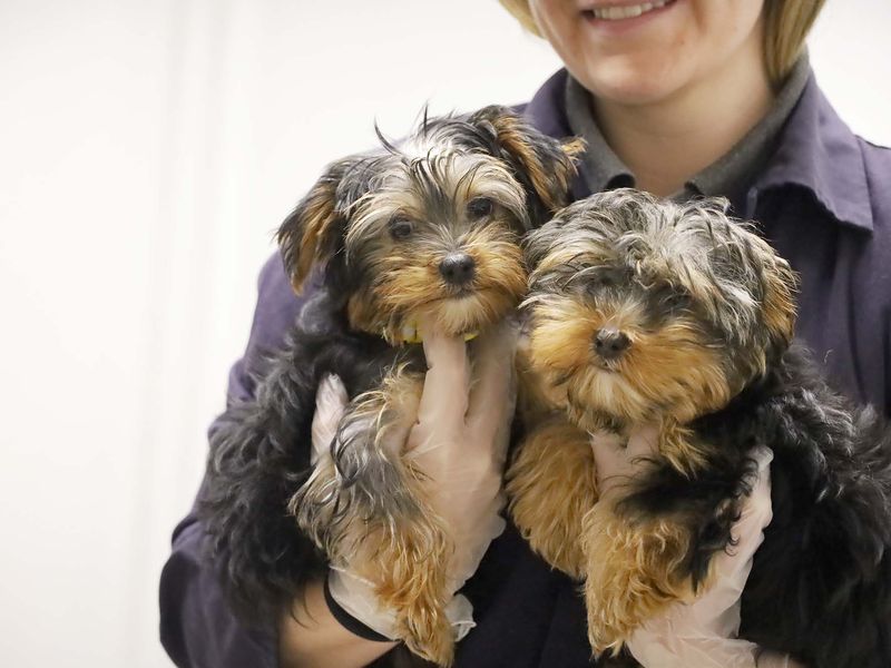 Pip and Squeak, two Yorkshire Terrier puppies who were smuggled