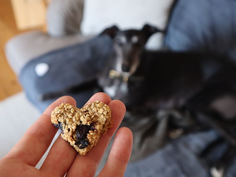 an image of a hand holding a heart-shaped oat biscuit in front of a black and white Greyhound sitting on the sofa
