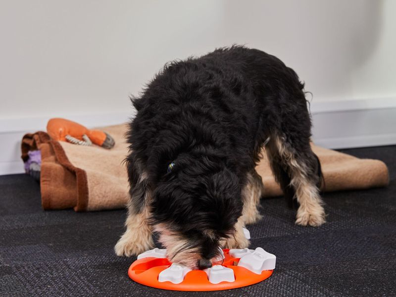 Brandon the Crossbreed plays with an enrichment toy.