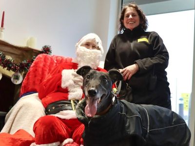 A happy place under our roof: how our dogs are getting in the festive spirit 