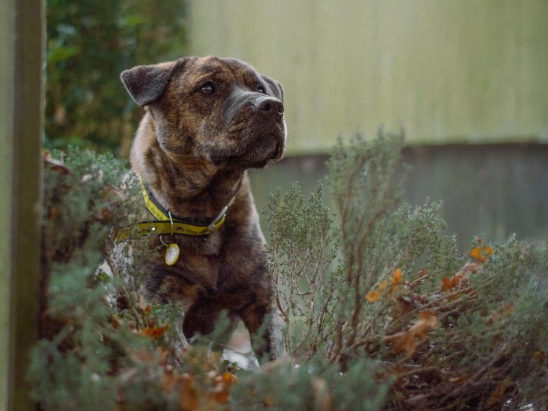 Buster the mixed brindle breed dog, sits in a woodland scene at Kenilworth rehoming centre