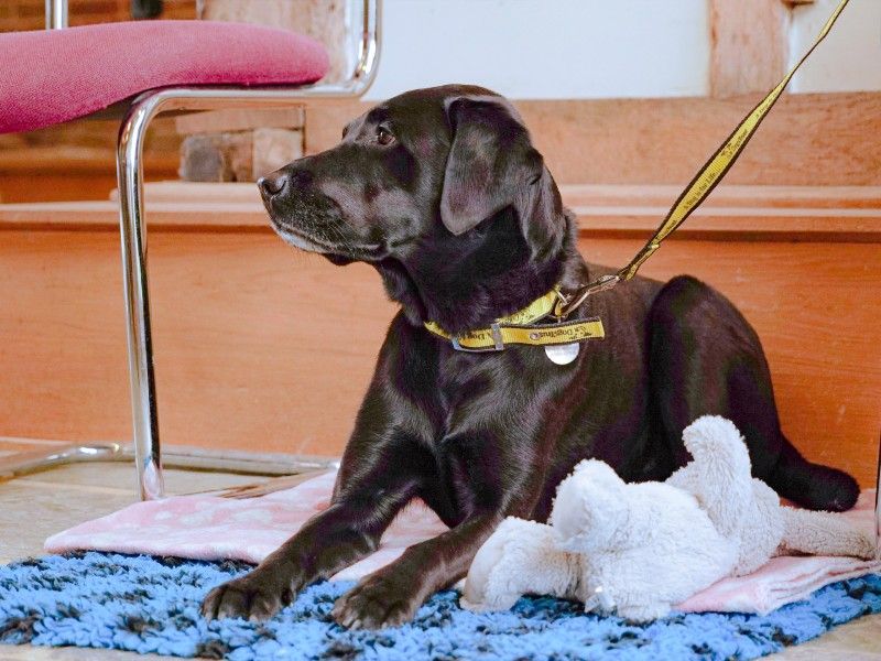 closeup labrador on floor in waiting room 3