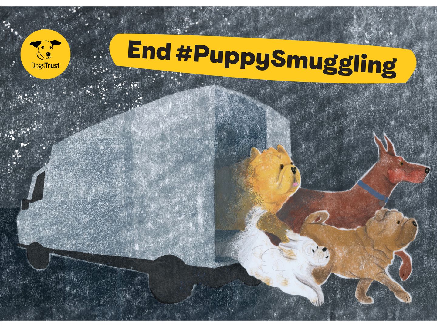 Dogs Trust's decade of delay