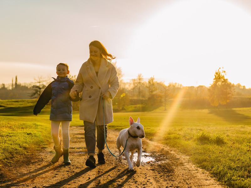 A mother and her son walk their English Bull Terrier through a sunlit field