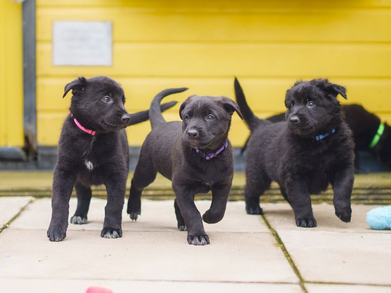 three black crossbreed puppies playing in a pen