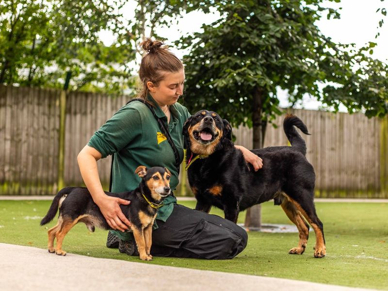 Chops a black and tan Rottweiler and Jack a black and tan Jack Russell Terrier, posing and hugging canine carer in the garden.
