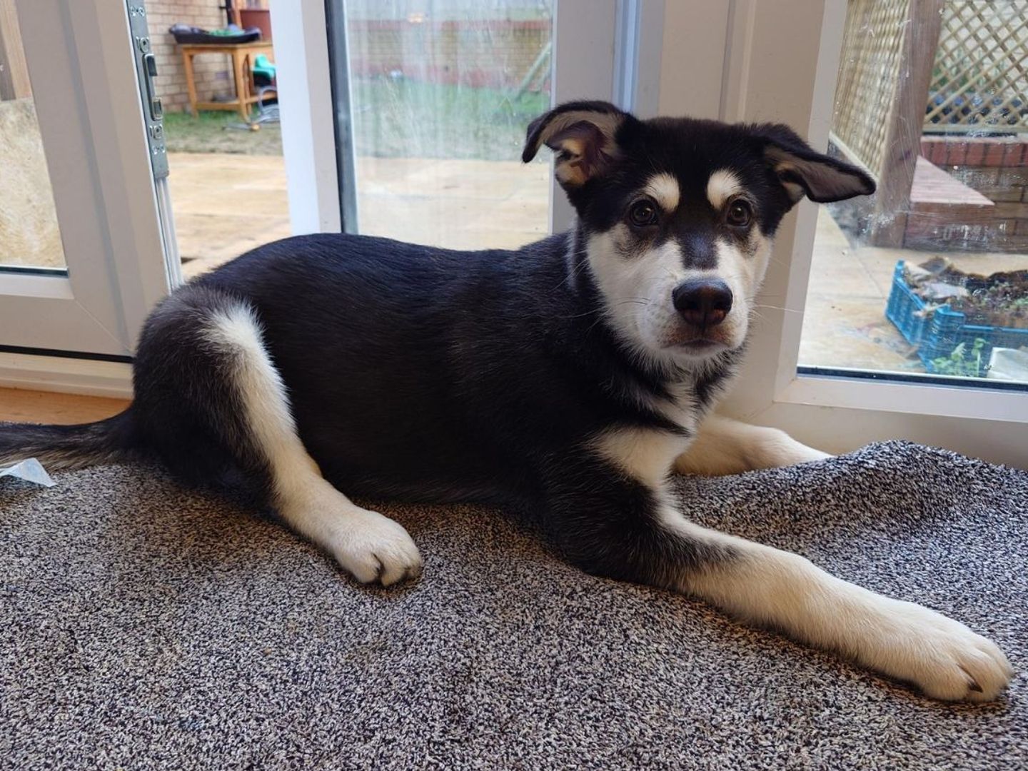 a black and white siberian husky puppy laying on grey carpet near the garden door looking at the camera