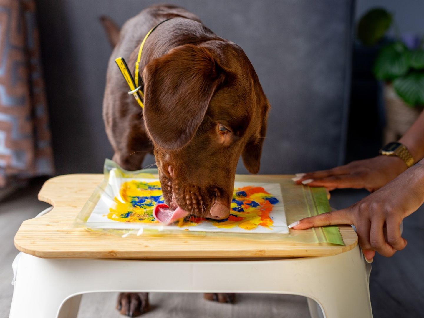 Kobe a chocolate Labrador, Springer Spaniel licking a sandwich bag with peanut butter on top of it, with a canvas and some paint inside the bag. Some hands are holding the bag and wooden stand in place