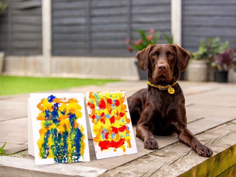 Kobe a chocolate Labrador, Springer Spaniel lying beside two colourful splotchy paintings in a garden