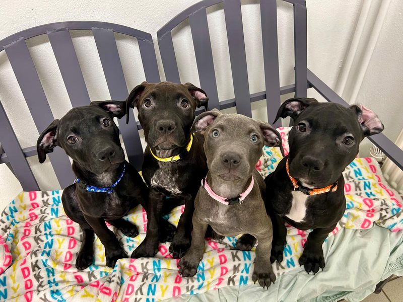 4 dark grey labrador and sharpei cross puppies looking at the camera