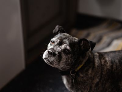 Lola Lou waiting for her owner to return.