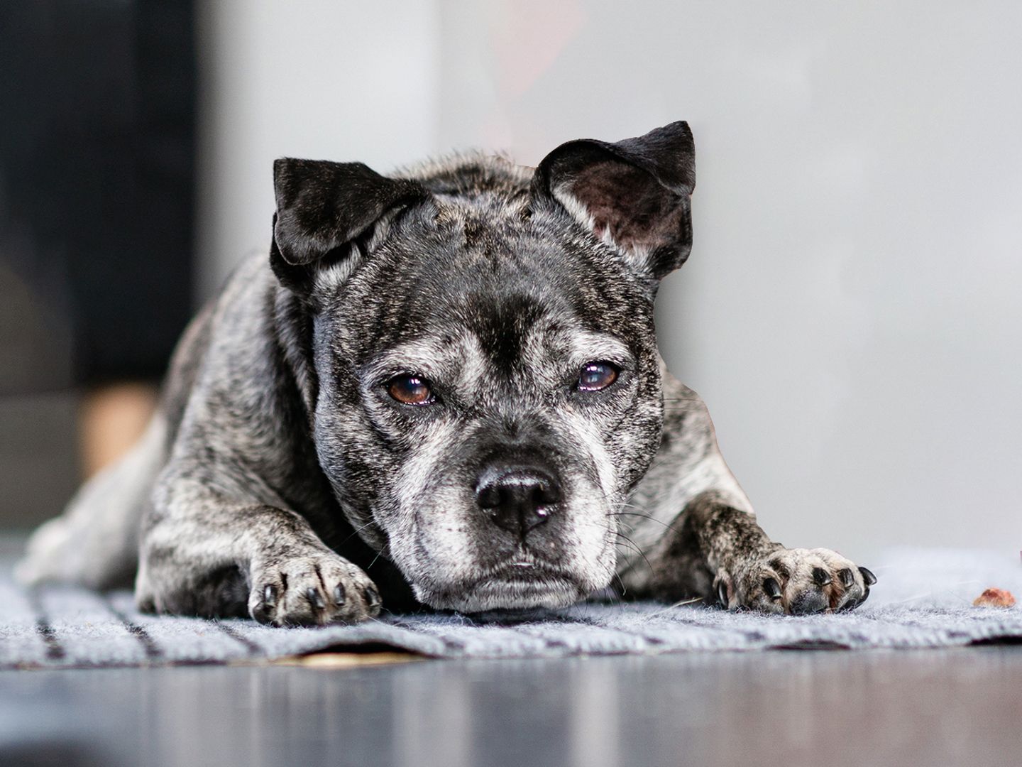 Lola Lou waiting for her owner to return.