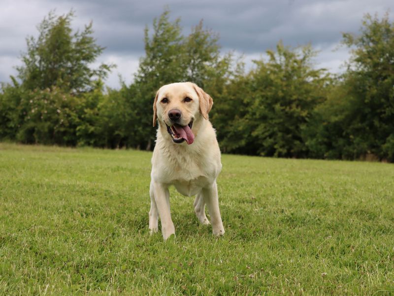 Max a yellow adult Labrador looking at the camera with his tongue out, in a green field