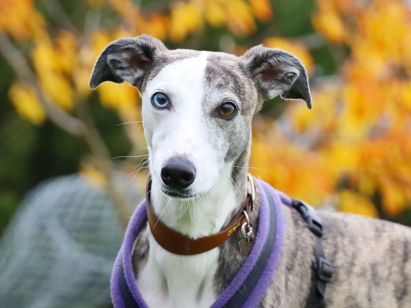 Missi a grey and white Whippet looking at the camera