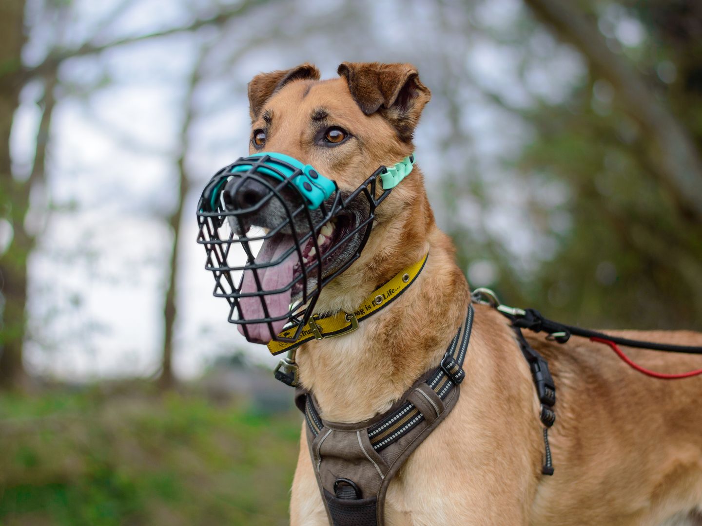 Moose the Underdog enjoys his muzzle training.