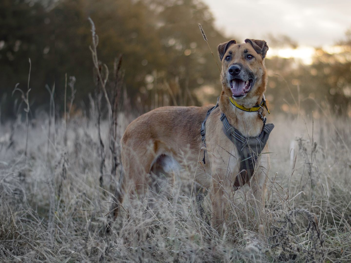 Moose the Underdog stands in a wintry field.