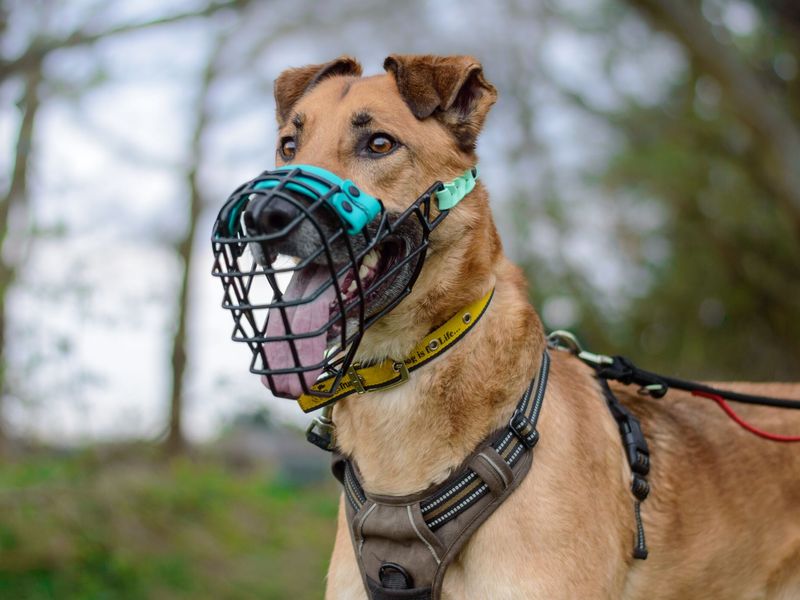 Moose a Crossbreed dog, sitting with a black and blue basket muzzle, amongst daffodils at Kenilworth RC.