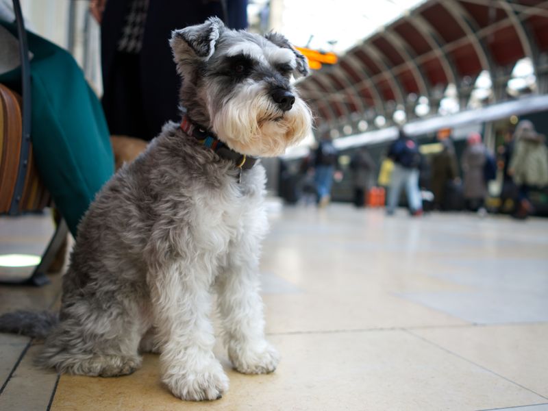 An adult Schnauzer dog sitting by a bench on a train platform