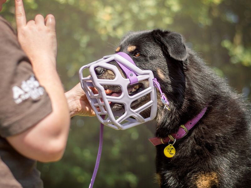 Shakira the Rottweiler cross enjoys muzzle training with a Canine Carer.
