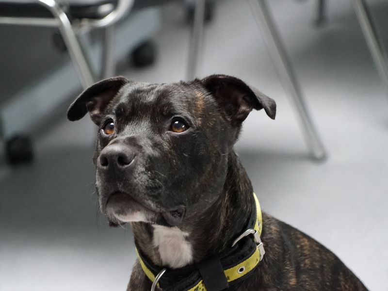 Black Staffordshire Bull Terrier sits indoors