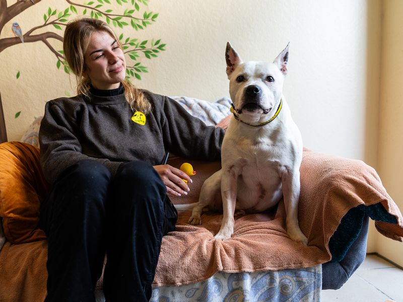 A staffy dog with a Canine Carer at Oakfield Oldies