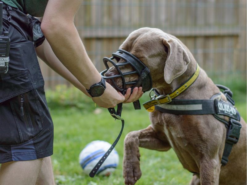 Starla a grey Mastiff cross, putting her face into a muzzle that is being held by a staff member.