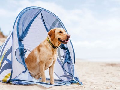 A golden Labrador sitting in a beach tent to stay cool during hot weather
