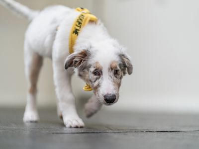 a blind white spotted Collie puppy trotting towards the camera with his head down, wearing a yellow harness that says 'adopt me'