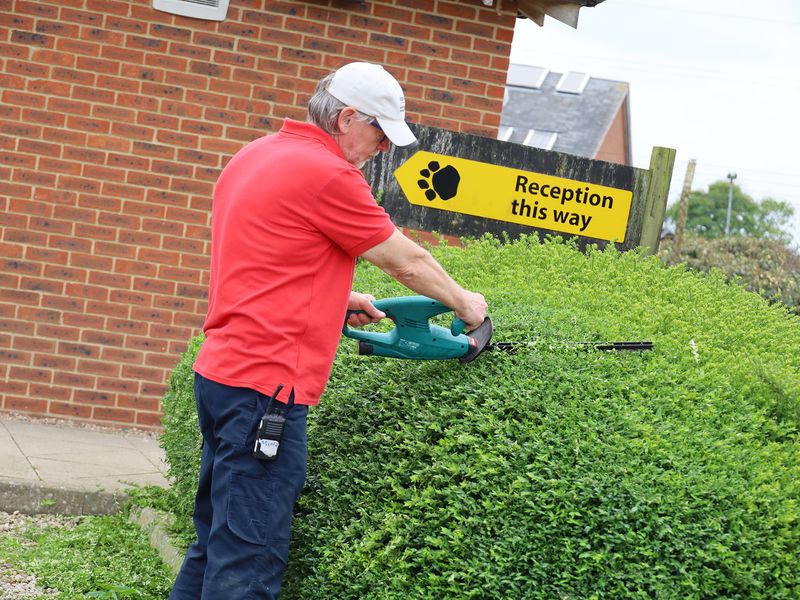 Volunteer male assistant in a red polo using electric sheers to prune a hedge next to reception