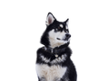 Alaskan Malamute
