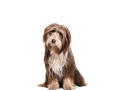 Bearded Collie