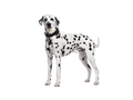 Dalmatian