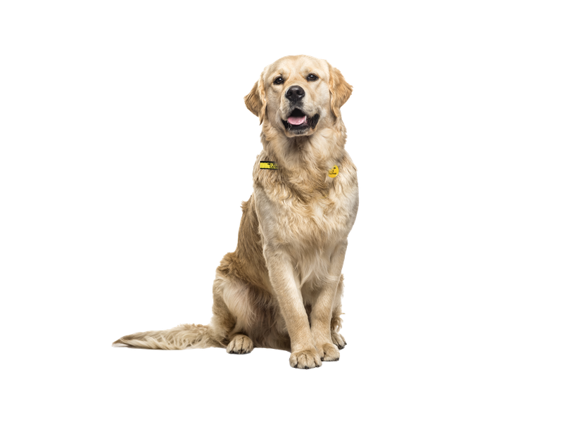 An adult Golden Retriever sitting down.