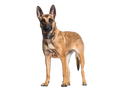Belgian Malinois