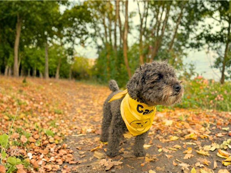 Pebbles wearing bandana whilst walking in the woods