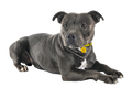 Staffordshire Bull Terrier