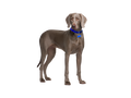 Weimaraner