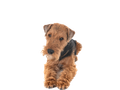 Welsh Terrier