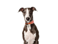 Whippet