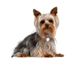 Yorkshire Terrier (Yorkie)